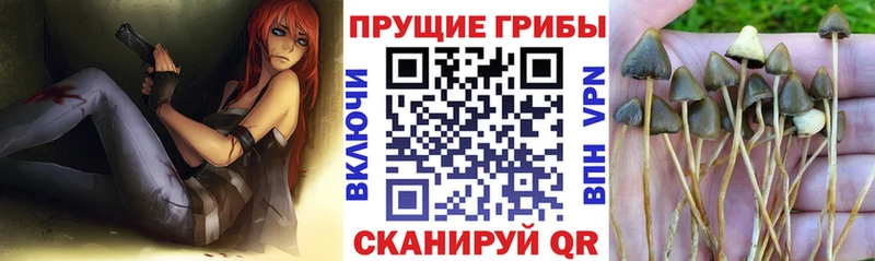 Псилоцибиновые грибы Cubensis  Купить  Донецк 